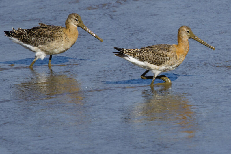 Barges à queue noire